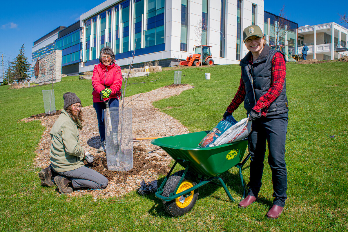 Three volunteers planting a tree in front of Grey County Administration building 