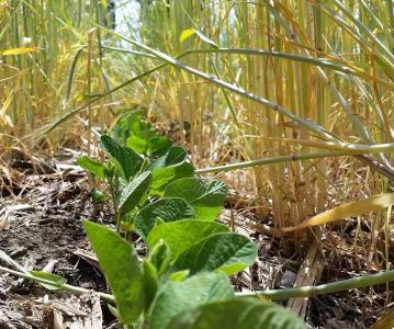 Grey County farmers needed for Experimental Acres program