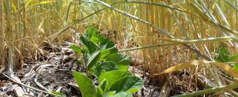 Grey County farmers needed for Experimental Acres program