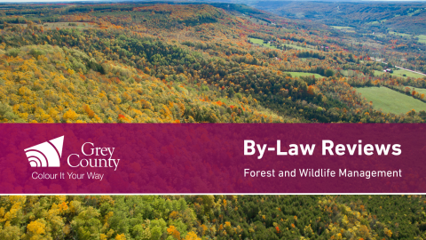 bylaw reviews